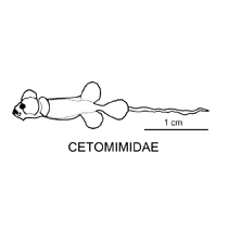 Line drawing of cetomimidae